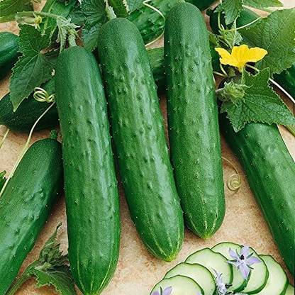 VibeX ® LXI-115 Saladmore Bush Hybrid Cucumber Seeds Seed