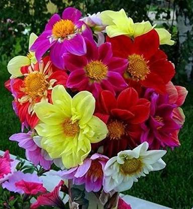CYBEXIS NBIR-93 - Dahlia Funny Guys Mix - (180 Seeds) Seed