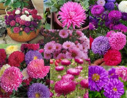 Aywal Aster Double Mix Flower Seed