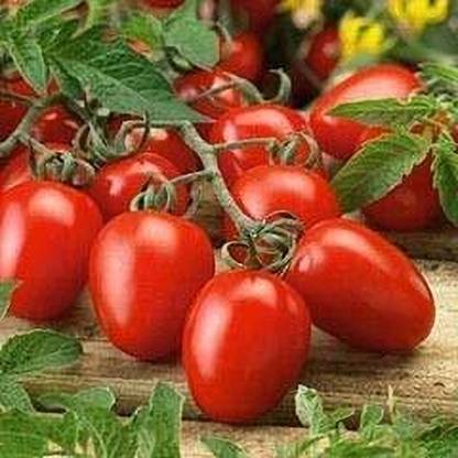 Aywal Hybrid Pusa Ruby High Yield Tomato Seed