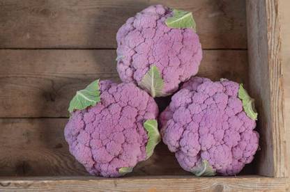 WILLVINE SYN -II PURPLE CAULIFLOWER (GOBI) VEGETABLE[2.5g, 750 Seeds] Seed