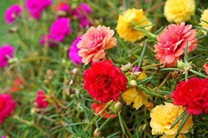 Seedsqlty 9o clock flower seeds, high germination (80 seeds) Seed