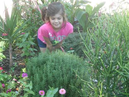 CYBEXIS PAU-79 - Rosemary (Rosemarinus officinalis) - (250 Seeds) Seed