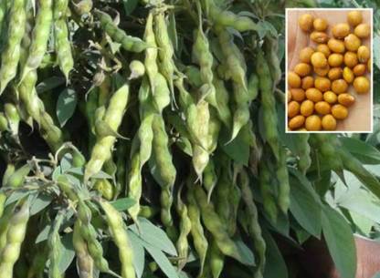 HYBRID 1kg arhar/ red gram seeds Highest yield variety early fruiting dark green fruits Seed