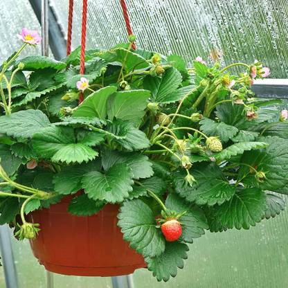 Biosnyg Strawberry Fruit - Berries Galore Pink-[800 Seeds] Seed