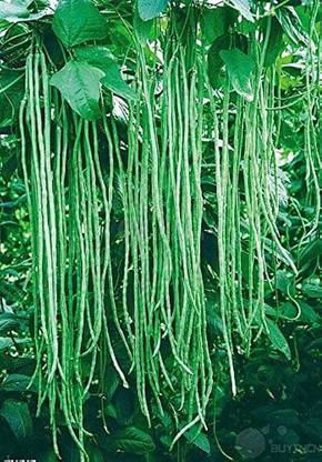 Arshiayat White Cowpea Beans For Kitchen Garden Seed