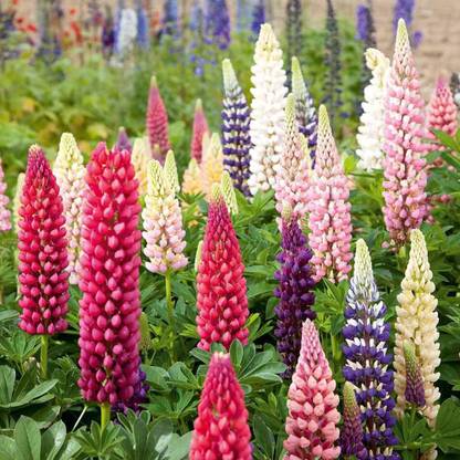 JRYU Lupin Gaint Tall Mix Seed