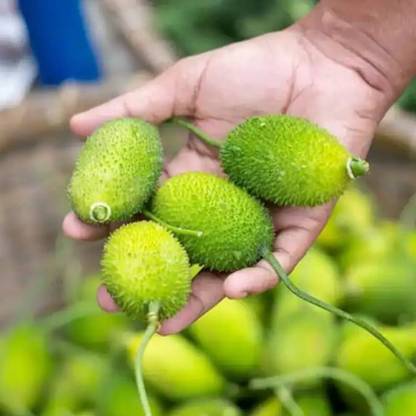ibains Cantola seeds Seed