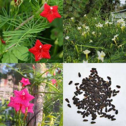 MUTHA Mayil Manikkam, Cypress vine, Star glory, Ganesh bell Seed