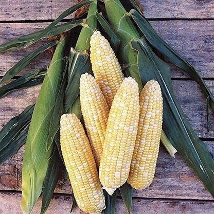 VibeX ® XXL-371 "Serendipity" Bi-Color Sweet Corn Seed