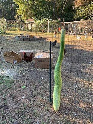 CYBEXIS XLL-86 - Giant Long (About 7 to 9 FEET Long) Bottle Gourd - (100 Seeds) Seed