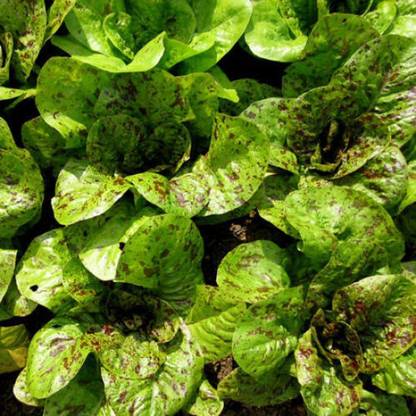 VibeX ® VMR-861 Romaine Lettuce Seeds Seed