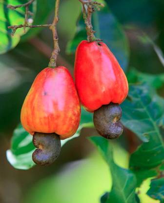 ROSEMERC cashew nut fruit plant Seed