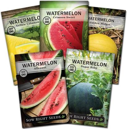 VibeX KGF -54 - Watermelon Crimson Sweet Sugar Baby Yellow Golden Midget - (450 Seeds) Seed