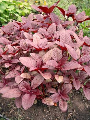 Lorvox Amaranthus Leaf Cholai Lal Saag Seed