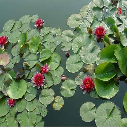 CYBEXIS LXI-73 - Water Lotus Flower Bowl Pond - (90 Seeds) Seed