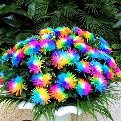 WILLVINE PAU-253 Rainbow Chrysanthemum Seeds Eye-catching Drought-Resistant Seed