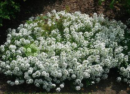 VINGTON Sweet Alyssum White Flowers - Lobularia Maritima Seed