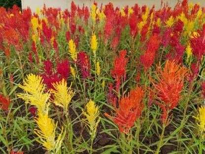 ZIXA Wheat Celosia (Celosia Spicata) Seed