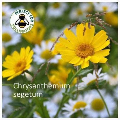 CYBEXIS HUA-14 - Chrysanthemum segetum - (270 Seeds) Seed