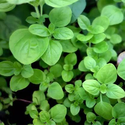 CEZIUS Quality Herb Seeds Oregano Herb Plant I Origanum Vulgare Seed