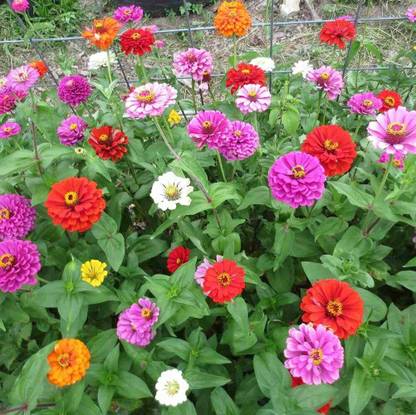 Aywal Zinnia Multi - Color Flower Seed