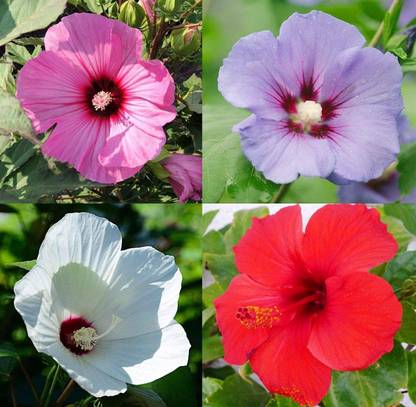 VibeX Hibiscus(China Rose) Mixed Color F1 Hybrid Seeds(60 Seeds) Seed