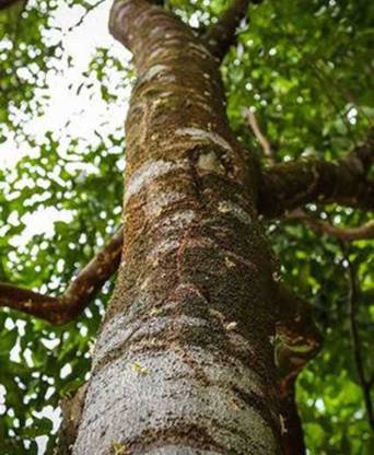 plantsworld Aquilaria, Gaharuwood, Gaharu Wood, Gaharu Tree Seed