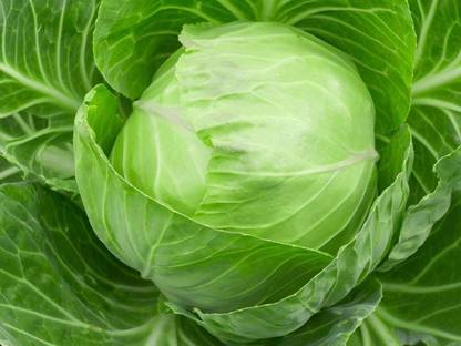CYBEXIS Cannonball Cabbage-250 Seeds Seed