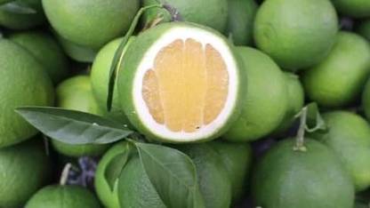 Aywal Malta orange/Kinnow/Kinnu Fruit Seed