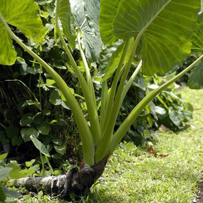 SREE Taro Root,Kachu Seed