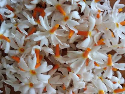 ASPEN Pavala Malli Chedi / Pavala Malli Flower Plant | Not a Seed