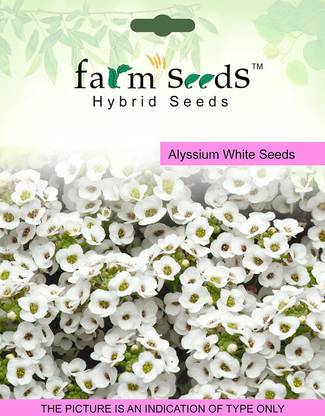 CYBEXIS Alyssium White-50 Seeds Seed