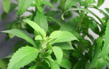 Recron Seeds Stevia Candy Leaf Sugar Free Tree Seed