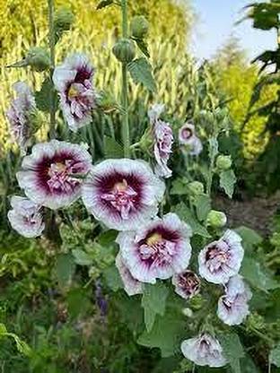 Seedsqlty Double flowered hollyhock seeds blue color Seed