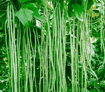 Greenwill Yard Long Beans, Easy To grow Seed