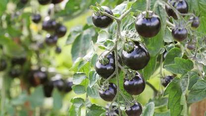 DHENU PRASAD 2271 F1 Hybrid Round Black Tomato Seed