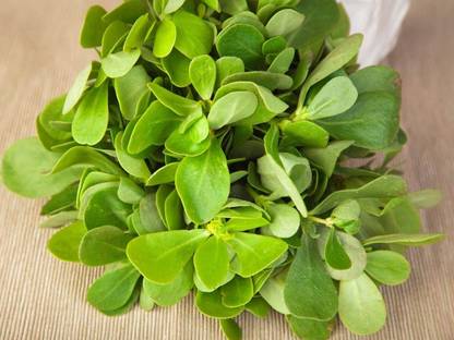 XOLDA Organic Kulfa Vegetable Seed