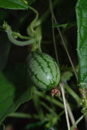 Qualtivate GBPT-6A Heat Tolerant Miniature Watermelon Seeds Seed