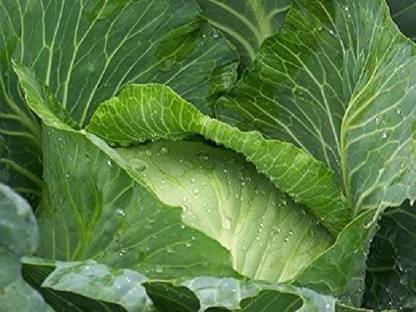 CYBEXIS Hybrid All Purpose Cabbage, Heirloom, Excellent Keeper-250 Seeds Seed