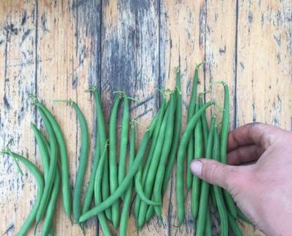 Quentova French beans – Faraday (Organic)-XLI-8E Seed