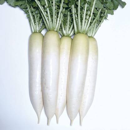 Avysa Radish Seeds - Fujikaze Seed