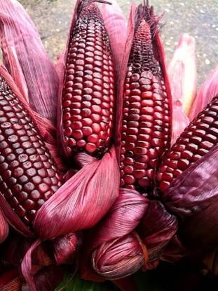 Aywal Sweet Corn (Makka) (मक्का के बीज) Seed