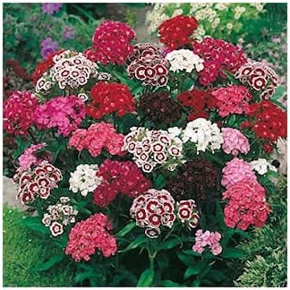 XOLDA Sweet william Seed