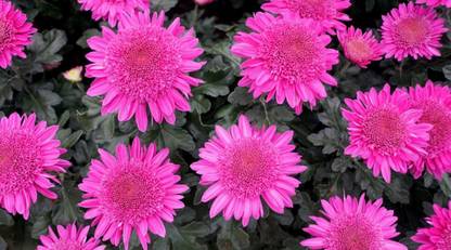 Liance Chrysanthemum (Anemone) Seed