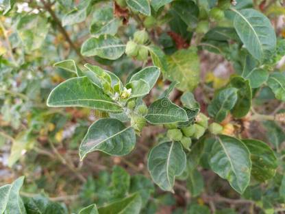 Nodoc Ashwagandha herbs Seed