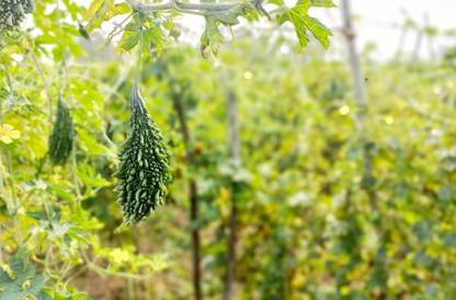 Kodali Hybrid F1 Bitter Gourd Seeds Pack Of 13 Seed