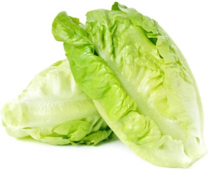 Avysa Baby Romaine Lettuce Seed