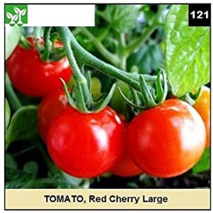 CYBEXIS RED CHERRY LARGE TOMATO-250 Seeds Seed