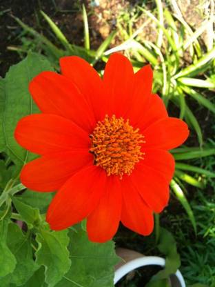 madrid Mexican Sunflower 'Torch' Tithonia Rotundifolia Flower Seed